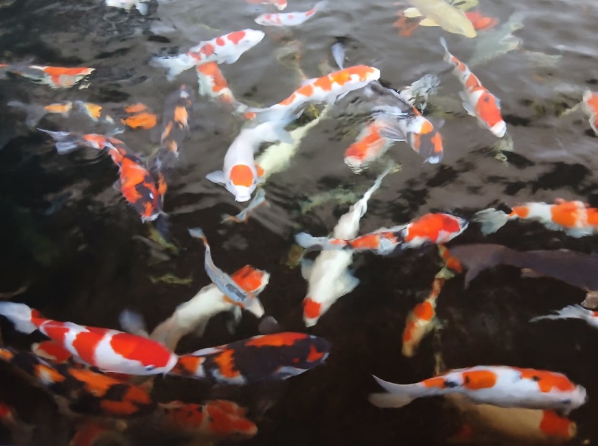 Pusat Ikan Koi